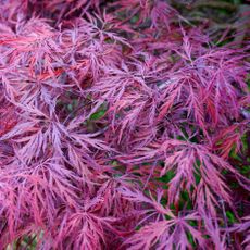 Japanese maple Red Filigree with purple-red fall color