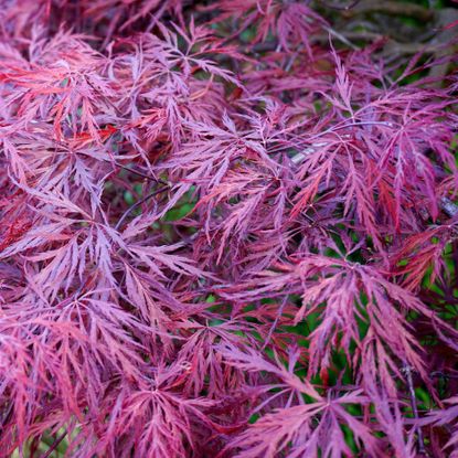 Japanese maple Red Filigree with purple-red fall color