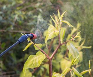 spraying Japanese knotweed with weed killer