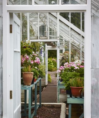A view of the inside of a greenhouse with pink flowers and green plants in plant pots
