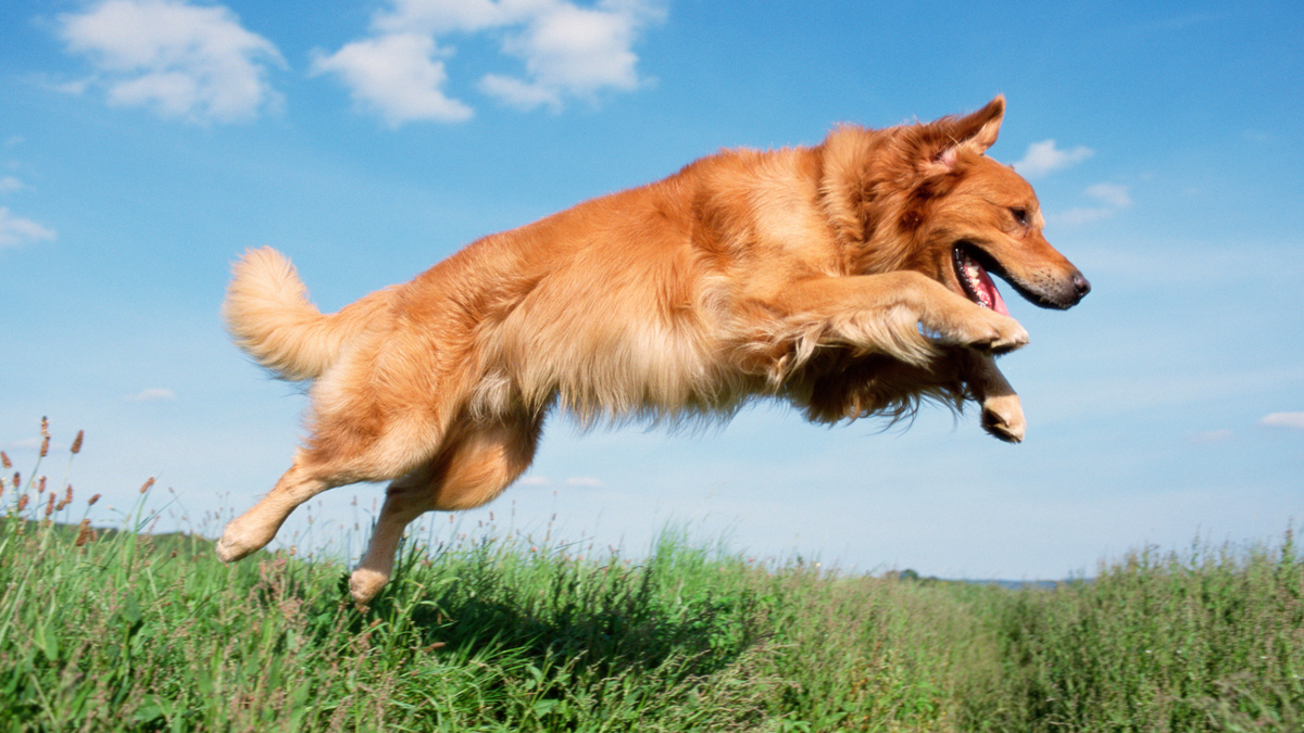 Golden retriever jumping over grass with a blue sky in the background