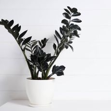 Black Raven ZZ plant on white background