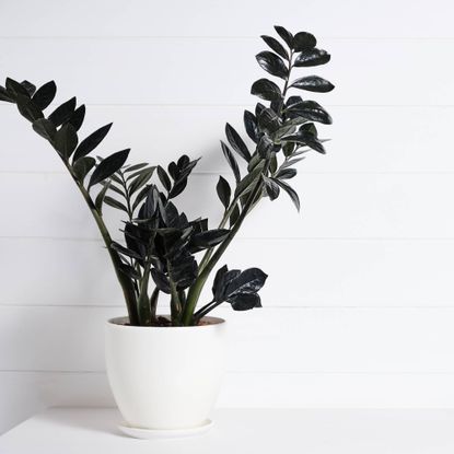 Black Raven ZZ plant on white background