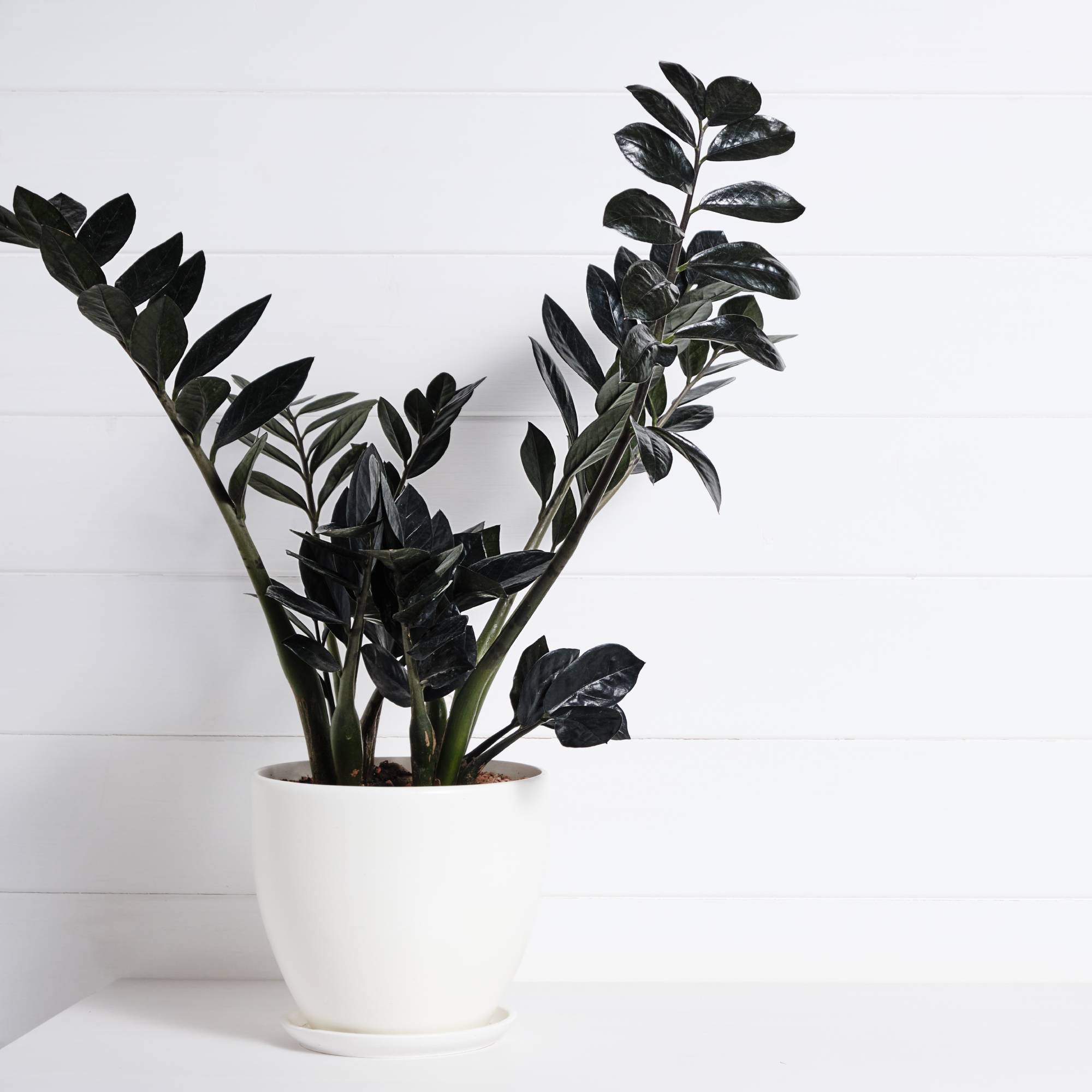 Black Raven ZZ plant on white background