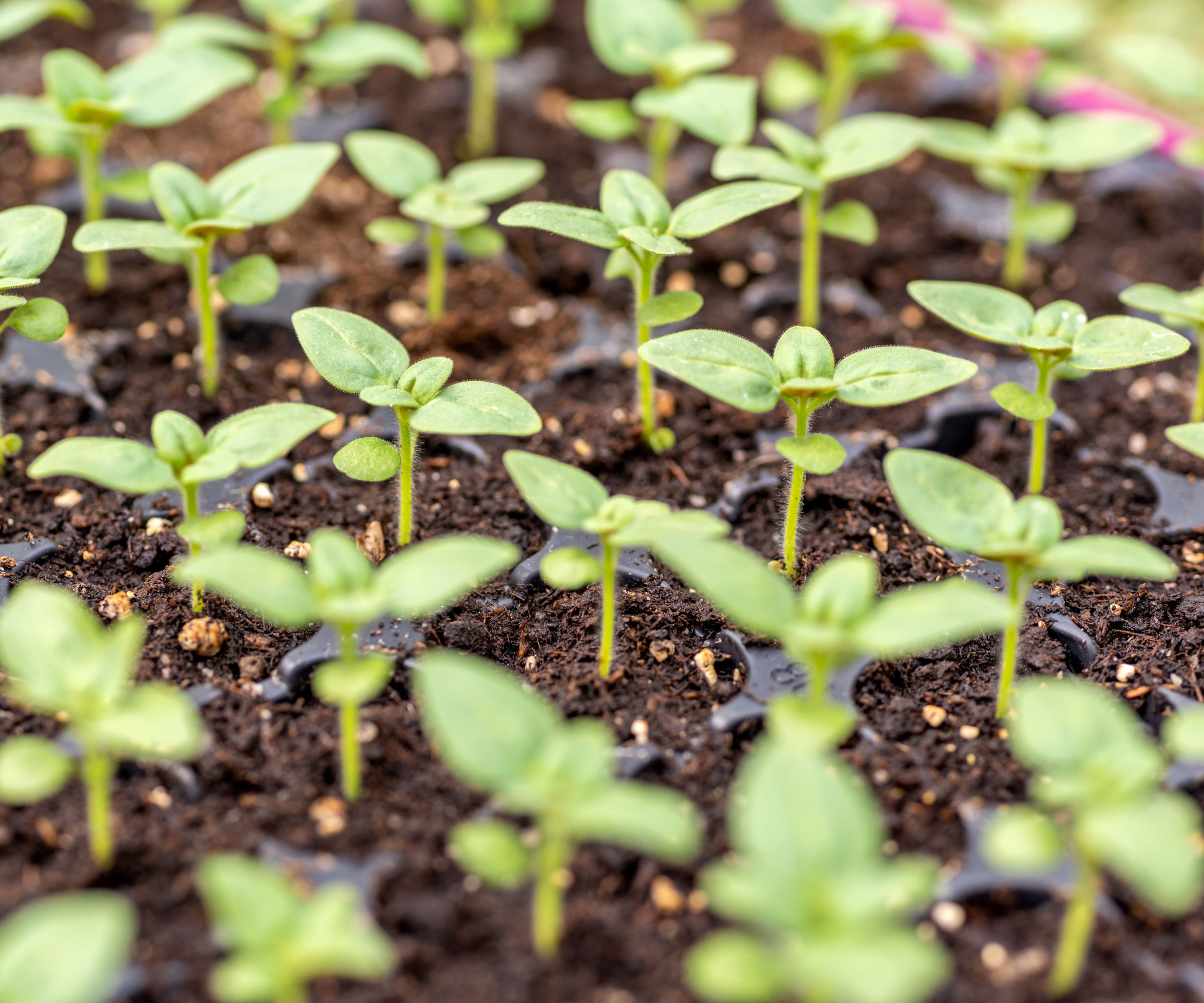 snapdragon seedlings growing in black seed tray of seed potting mix