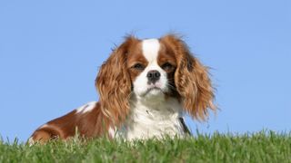 Cavalier King Charles spaniel