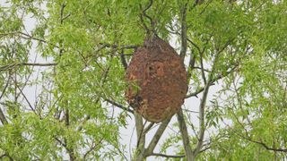 A Giant Asian hornet nest (not the one discovered in Blaine, Washington). Nests can host up to 800 hornets. The one in Blaine was home to an estimated 100 to 200 hornets.