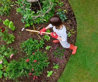 Woman uses hoe to pull weeds in large garden bed