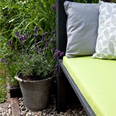 Flowering lavender plant growing in metal bucket pot next to outdoor seat with yellow and grey cushions in garden