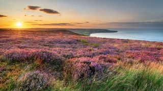 Heather covers the North York Moors in Yorkshire