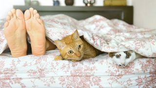 Two cats peeking out the end of a bed 