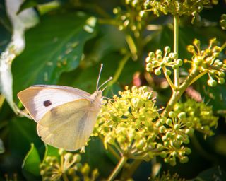 A white butterfly on ivy flowers
