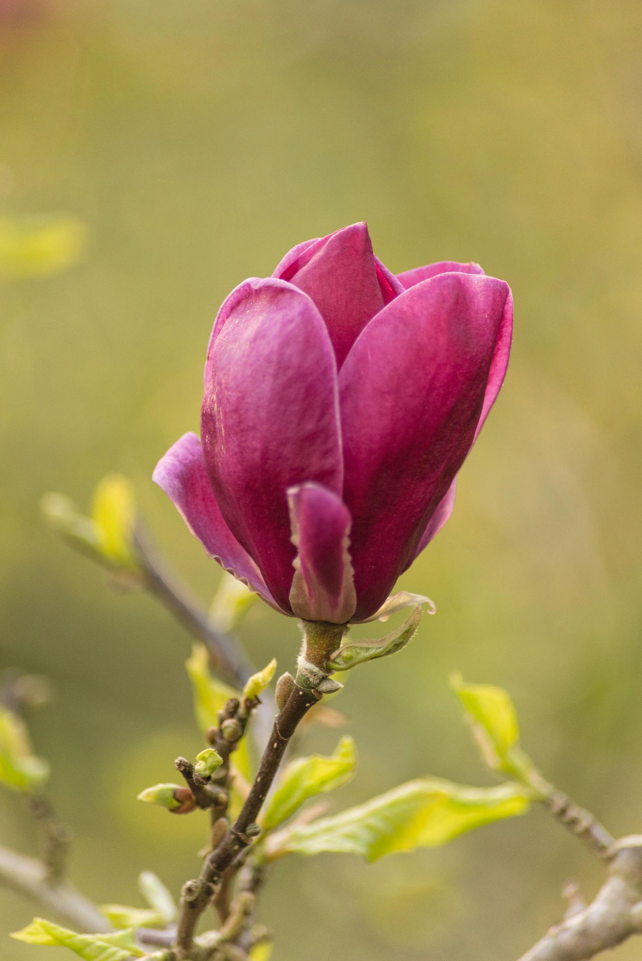 Magnolias