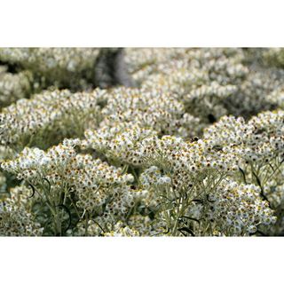 100 Pearly Everlasting Anaphalis Margaritacea Fragrant Butterfly Flower Seeds