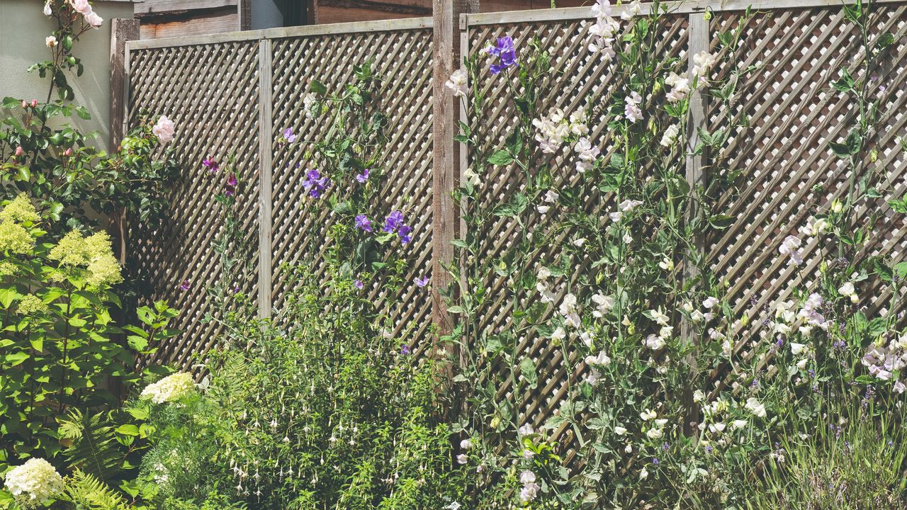 Sweet peas growing on a trellis in the garden