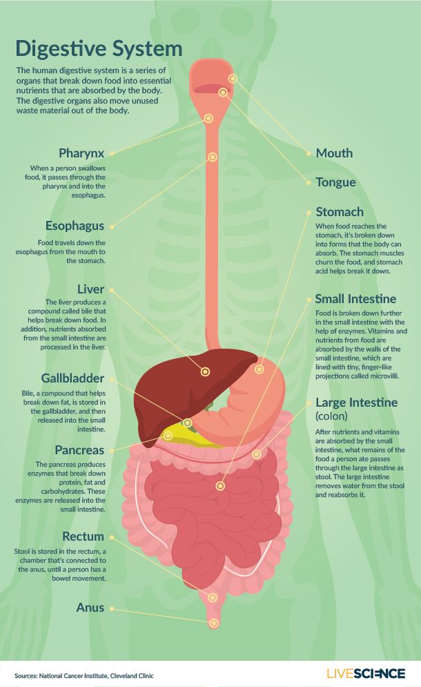 Get Gutsy About Your Digestive Health Live Science