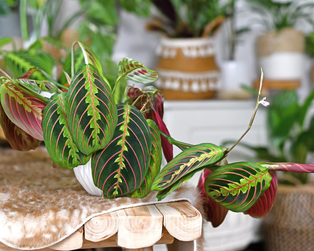 Prayer plant care and growing tips: expert help and advice | Gardeningetc