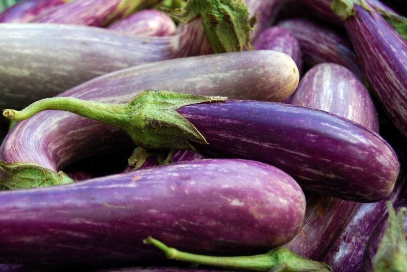Tips & Information about Eggplants Gardening Know How