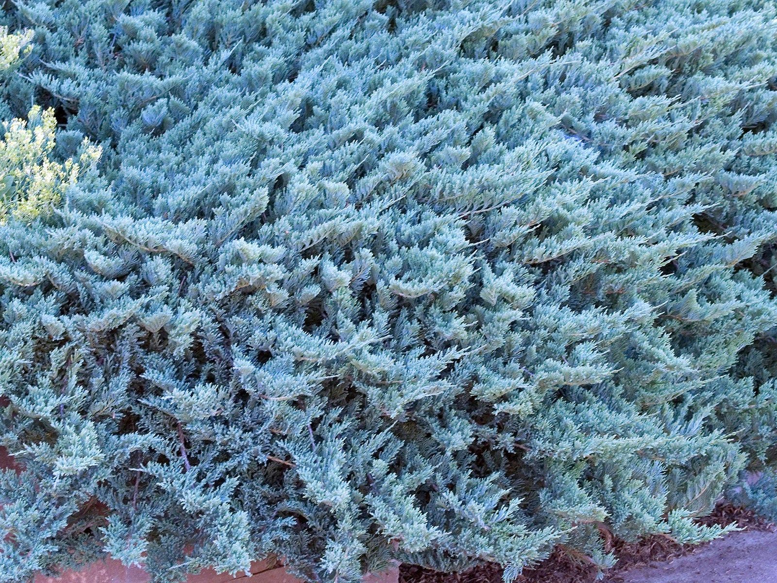 juniper blue chip growing as ground cover on patio