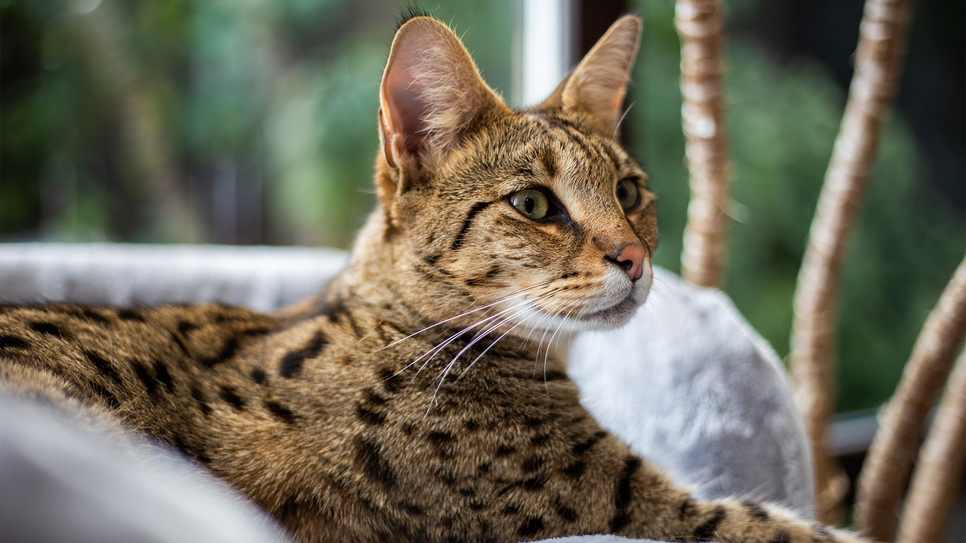 Savannah cat