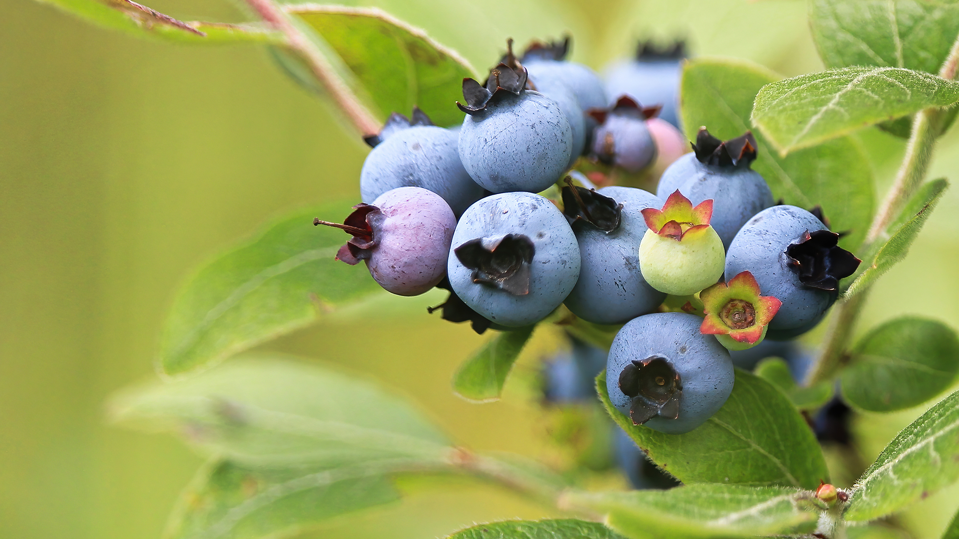 blueberry seedlings