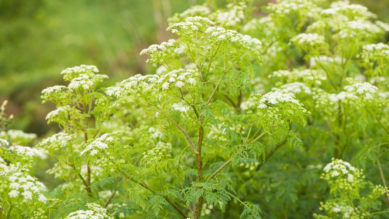 Poison Hemlock, Conium maculatum