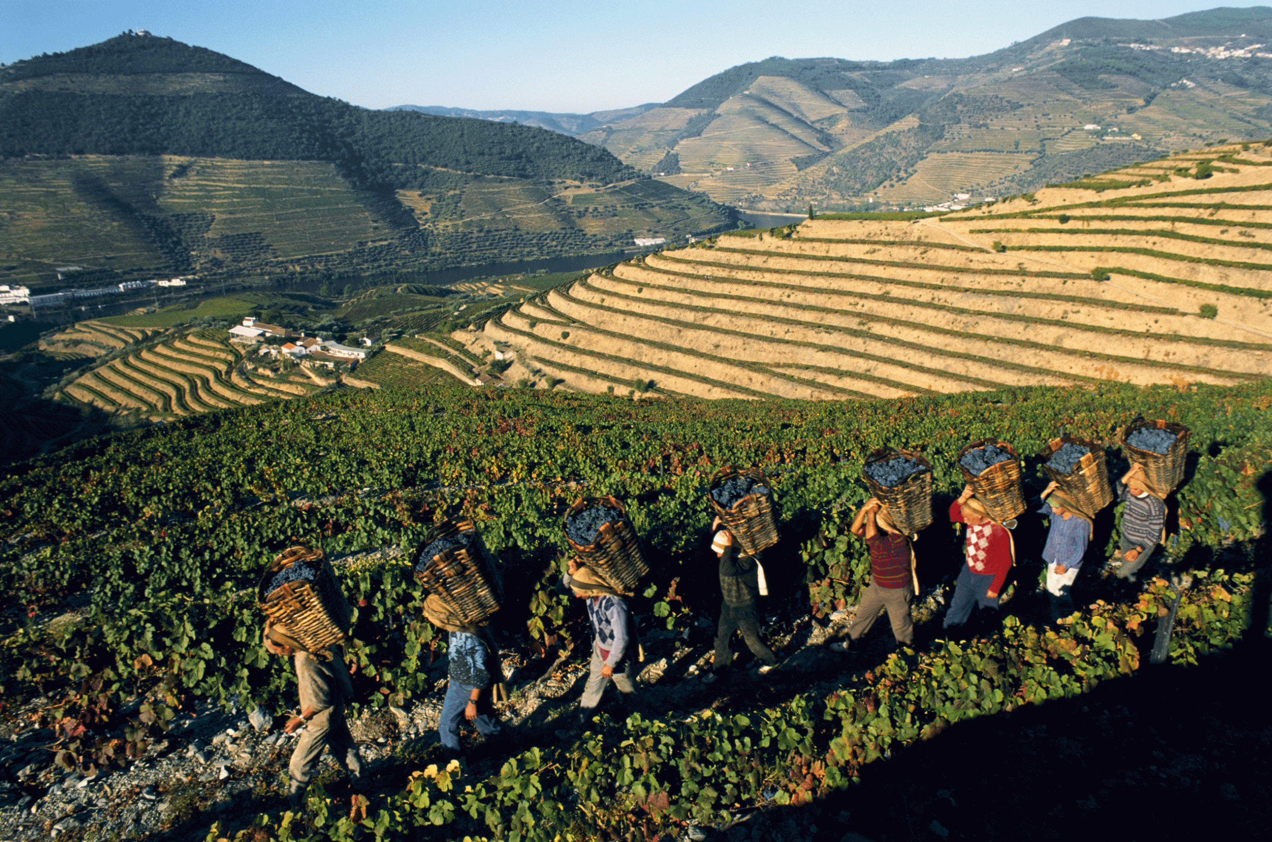 Portugal, Douro, vineyard workers carrying baskets of grapes
