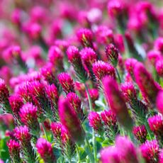 Crimson clover flowers growing in field
