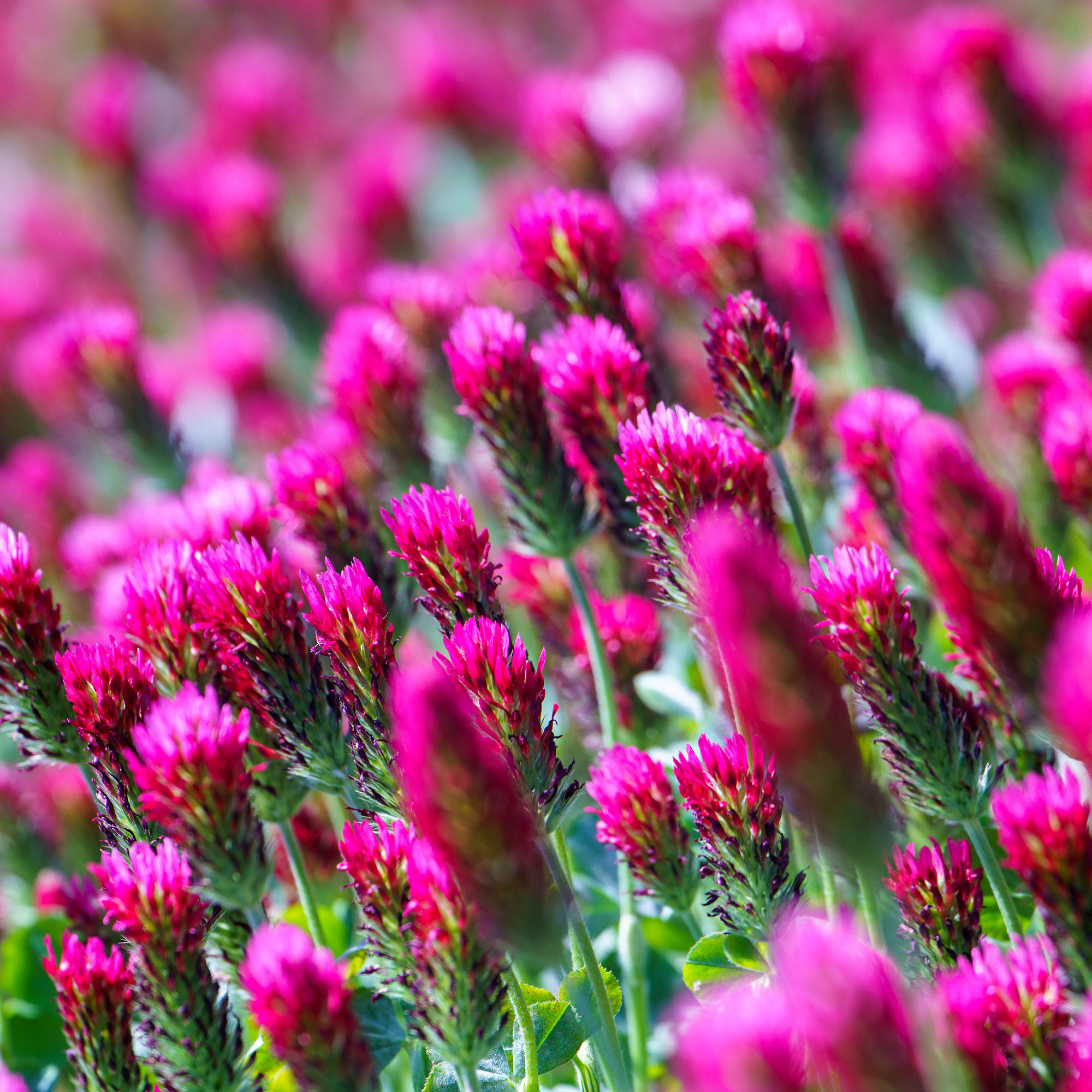 Crimson clover flowers growing in field
