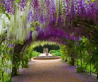 Wisteria covered pergola