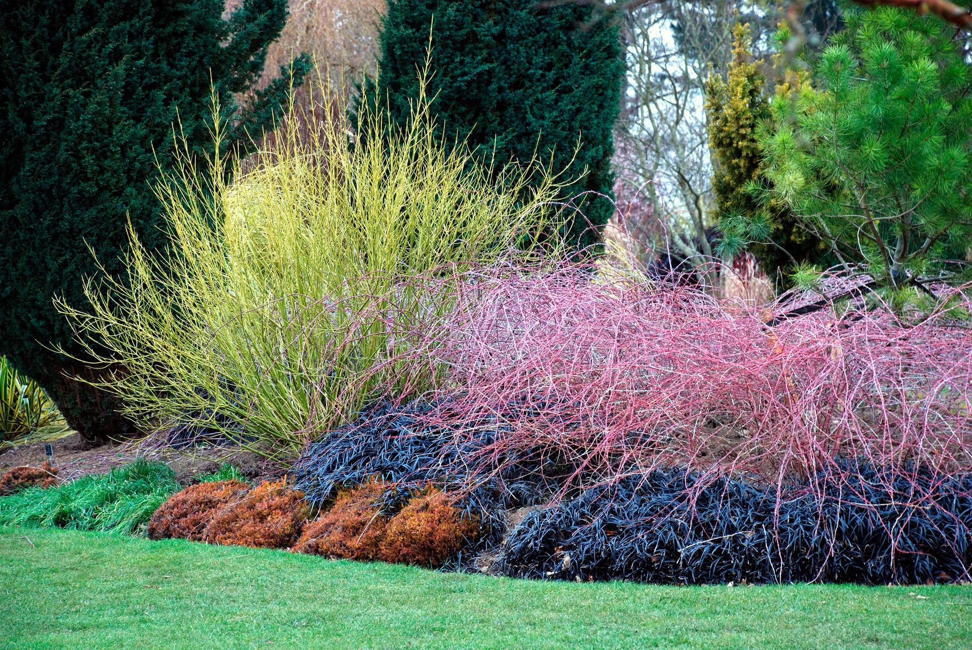 Red twig dogwood in a winter garden