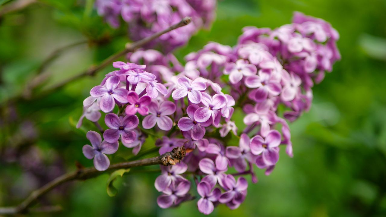 10 Best cottage garden plants, shrubs and flowers | Woman & Home