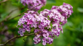 Lilac branch showing an example of one of the best cottage garden plants as chosen by Womanandhome