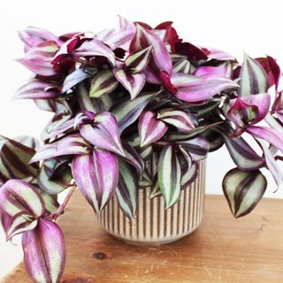 Tradescantia zebrina in striped pot on wooden table