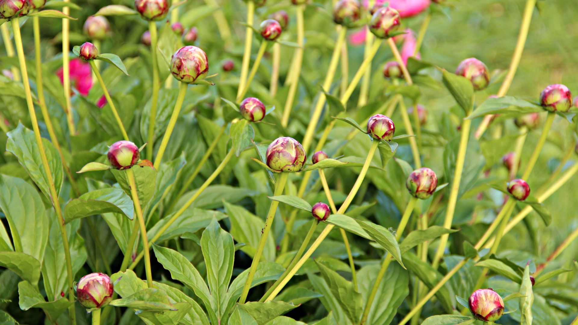 picture of peony bush with pink flower buds growing out of it
