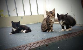 These three kittens were born at the Arecibo Observatory to a cat named Gypsy. Tiger, the tabby in the middle, was adopted by a staff member at the observatory.