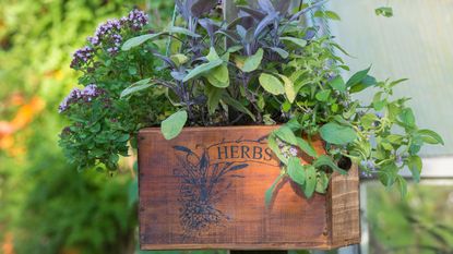 herbs in vintage planter