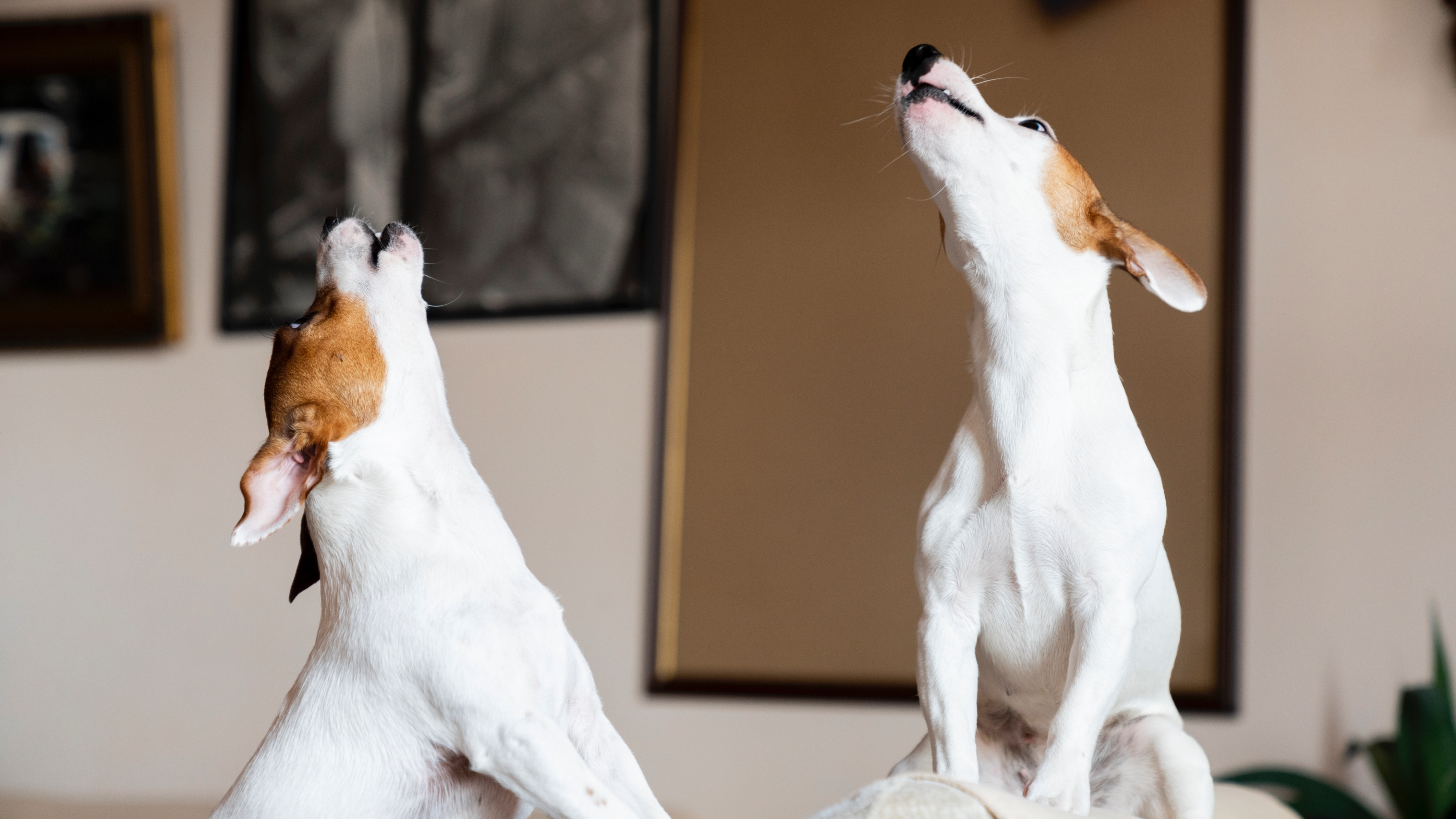 Two Jack Russell Terriers howling