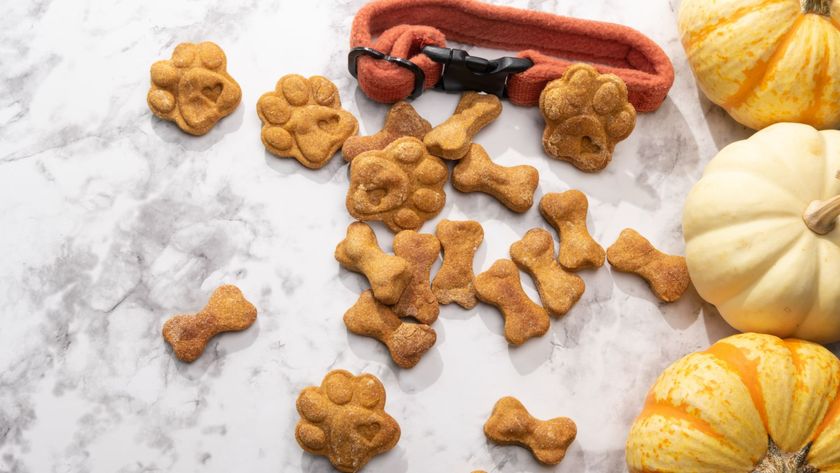 Thanksgiving flavored dog treats