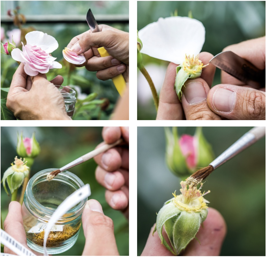 David Austin Roses pollination process