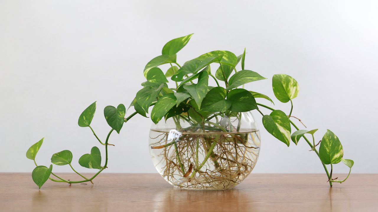 Pothos cuttings rooting in a water vase