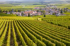 burgundy vineyards