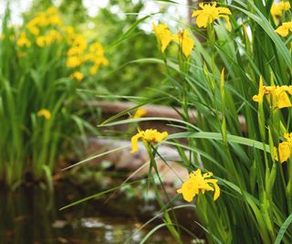 Yellow flag iris in a pool