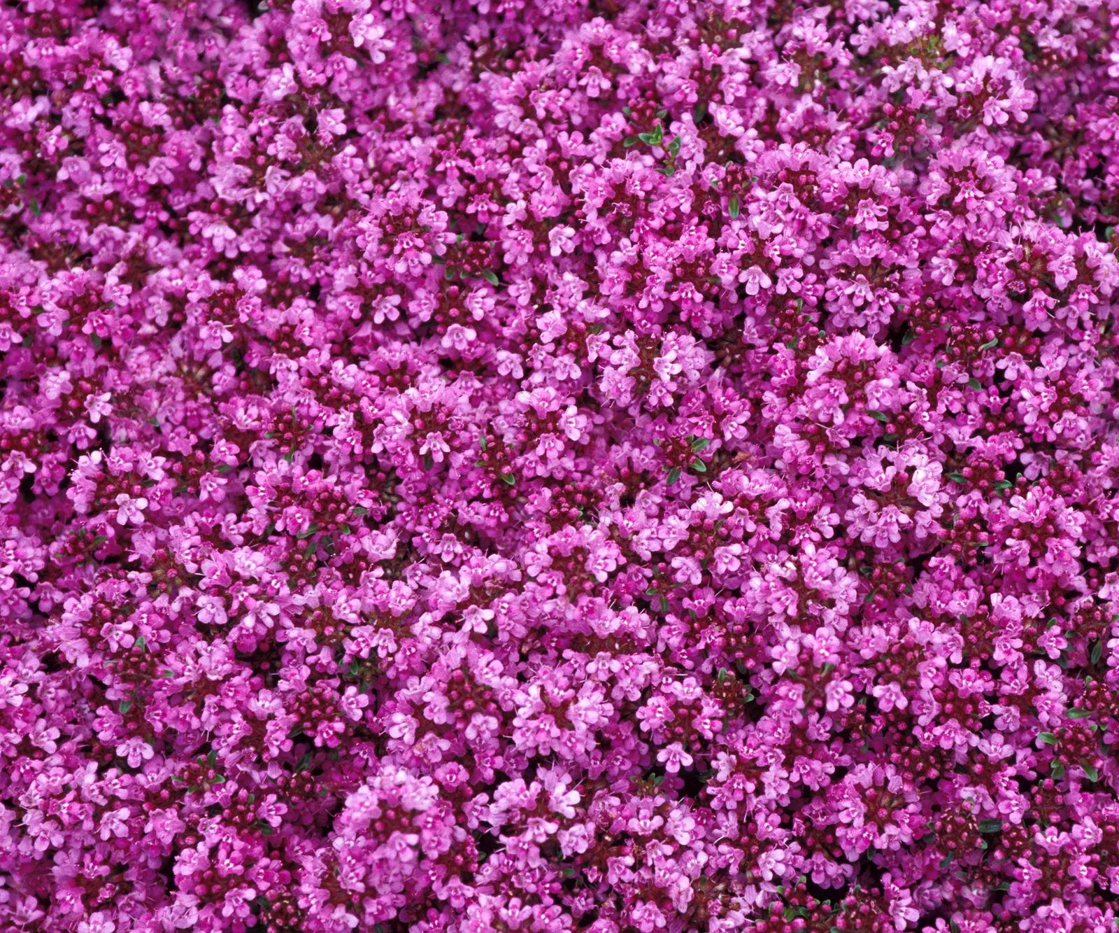 How to grow a red creeping thyme lawn top tips