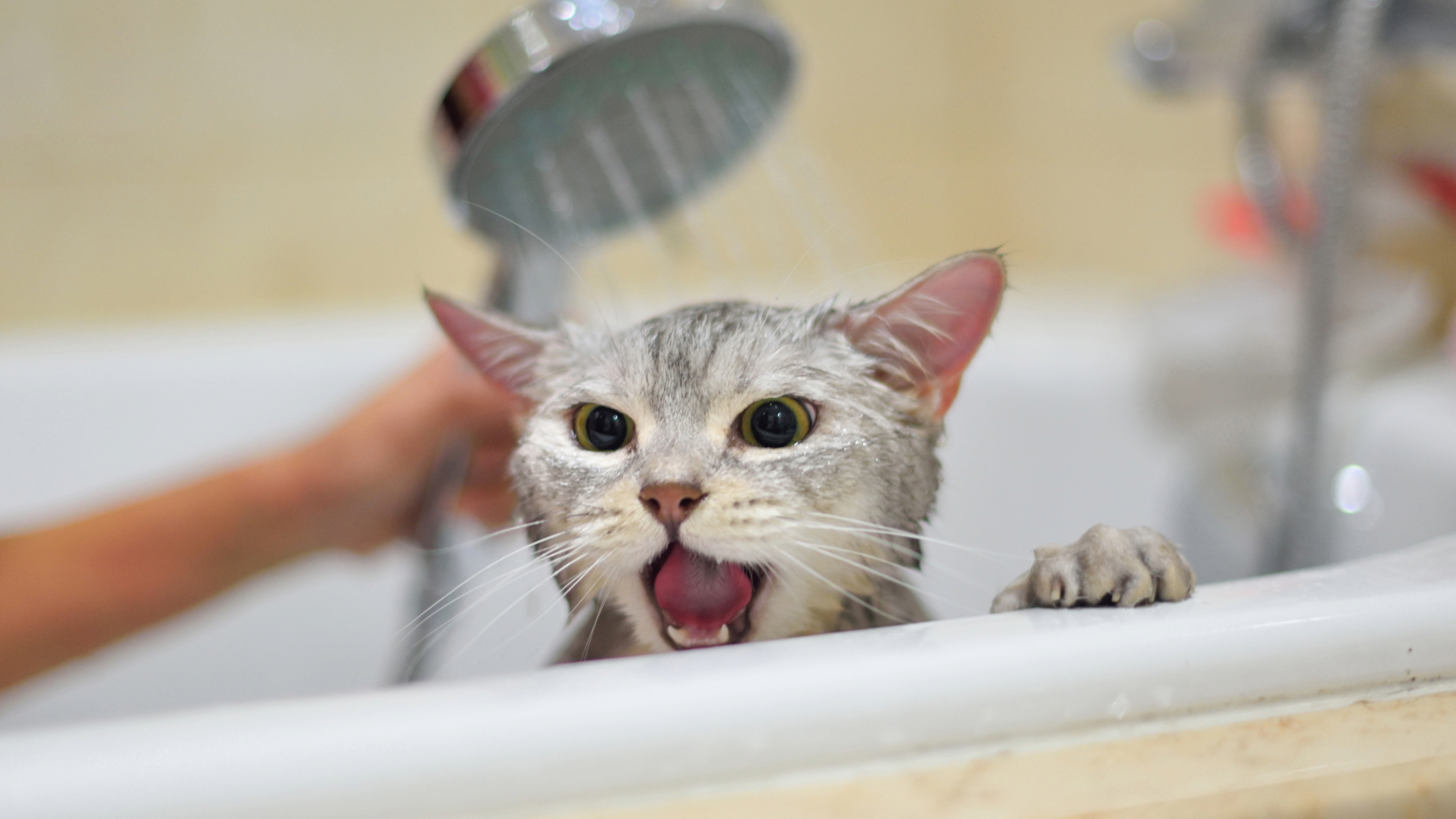 Cat being bathed