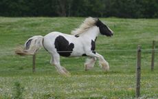 Mavis-now-fully-recovered-web.jpg