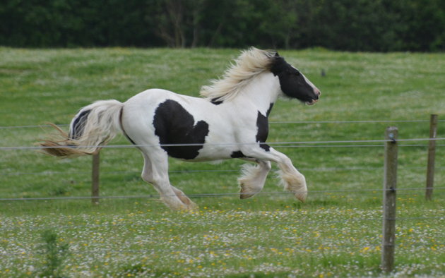 Mavis-now-fully-recovered-web.jpg