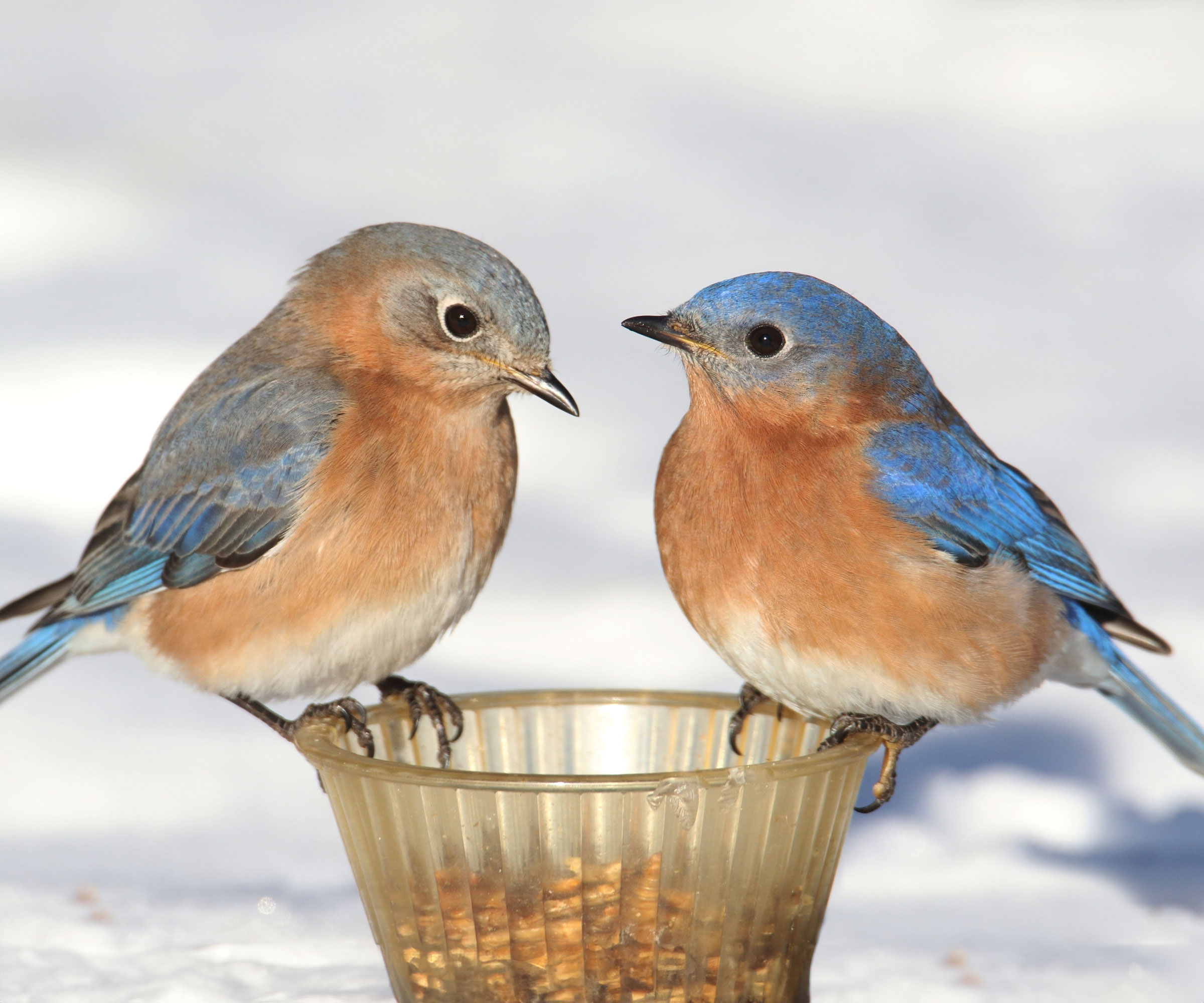 Eastern bluebirds sitting on feeder in winter