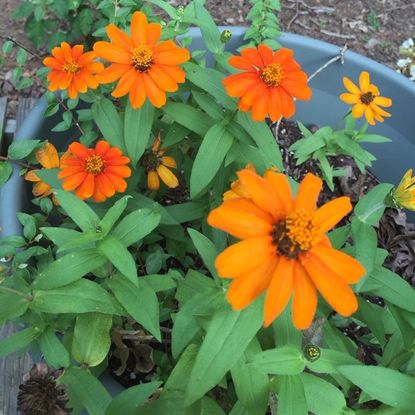 Potted Orange Zinnia Plants