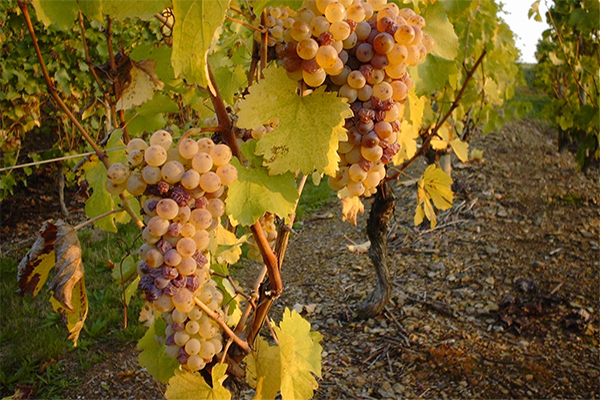 Botrytis-infected-Chenin-Blanc-grapes-Credit-Domaine-des-Baumard.jpg